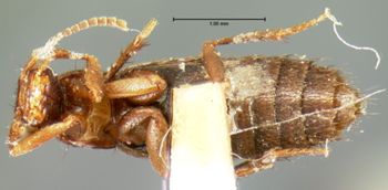 Media type: image;   Entomology 7322 Aspect: habitus ventral view